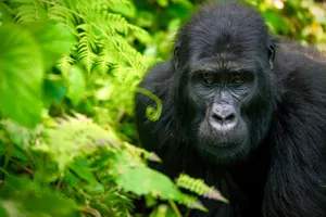 Grup Adventure Uganda & Rwanda, 11 zile - august 2027 - cu Iulian Aruxandei