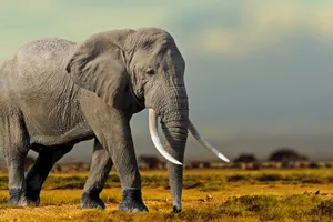 Circuit de grup - Kenya, safari Marea Migratie & plaja Seychelles, 10 zile - august 2022 - cu Yulicary Sarracent