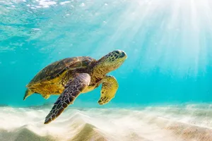 Circuit de grup - Croaziera de expeditie in Insulele Galapagos, 11 zile - martie 2027 - cu Andreea Maftei