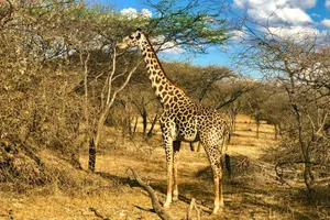 8 martie - Share a Trip Kenya - Safari Tsavo & Diani Beach, 9 zile