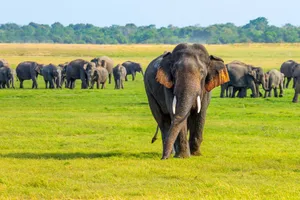 Share a trip - Circuit Sri Lanka & plaja Trincomalee, 11 zile