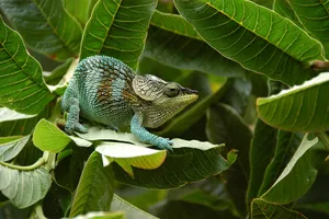 Circuit de grup - Experience Madagascar cu Monica Simion, 11 zile - mai 2026