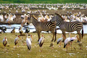 Share a Trip Tanzania - Plaja Zanzibar & safari Saadani, zbor charter, 9 zile - ianuarie 2026