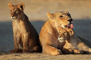 Share a Trip - Highlights Africa de Sud, 12 zile - septembrie 2027