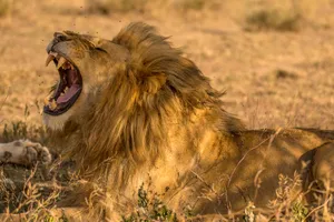 Share a Trip Tanzania - Charter Zanzibar & safari Saadani, 9 zile - martie 2027