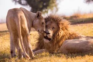 Revelion 2027 - Share a Trip Tanzania - Charter Zanzibar & safari Saadani