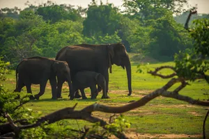 Share a trip Sri Lanka - Safari Yala & plaja Negombo, 14 zile