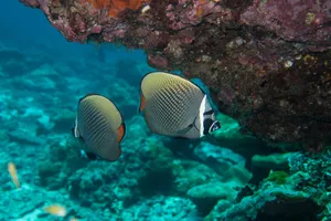 Circuit Khao Lak & Khao Sok & Phuket, Thailanda, 9 zile - martie 2027