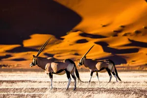 Circuit de grup - Essential Namibia, 12 zile - cu Andreea Maftei