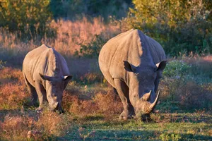 Highlights Africa de Sud, Zimbabwe & Botswana