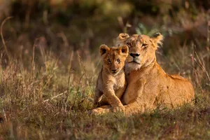 Circuit de grup - Marea Migratie Kenya, 8 zile