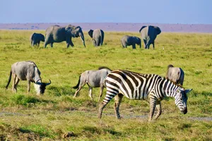 Sejur plaja Malindi si safari Tsavo Est, Kenya, 9 zile - septembrie 2025