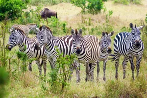 Revelion 2027 - Circuit de grup - Essential Kenya, 10 zile