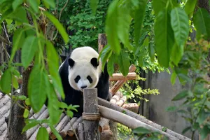 Share a trip China - Chengdu, Zhangjiajie & Shanghai, 12 zile - iulie 2027