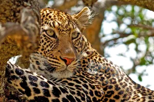 Circuit de grup - Kenya Experience, 10 zile - iunie 2023