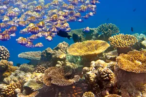 Sejur plaja Mauritius, 12 zile - februarie 2022