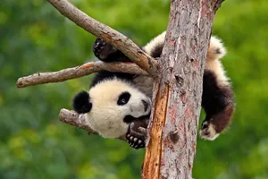 Across China Luxury cu Razvan Pascu & Octavian Buzdugan, 11 zile - 19 mai 2026