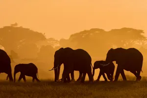 Family Experience - Essential Tanzania & Zanzibar, 11 zile - cu Cosmin Stan