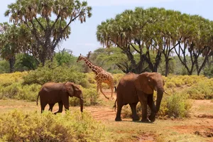 Share a Trip Kenya - Safari Tsavo & Diani Beach, 9 zile