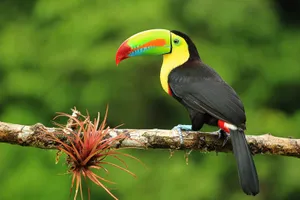 Costa Rica Paradise Expedition, 14 zile