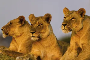 Circuit de grup - Discover Kenya & Tanzania, 13 zile, august 2022