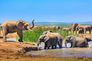 Grup Highlights Africa de Sud, Garden Route - martie 2027 - cu Monica Simion