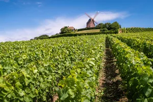 France - Champagne Experience