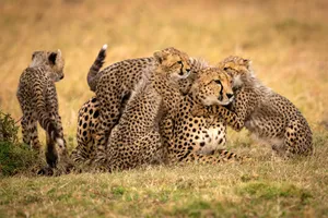Big Five in Kenya