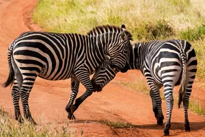 Share a Trip Circuit Kenya - Safari Tsavo & Diani Beach - zbor charter, 9 zile - februarie 2026