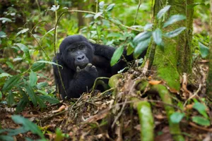 Gorilla trekking Rwanda & Safari Kenya, 9 zile