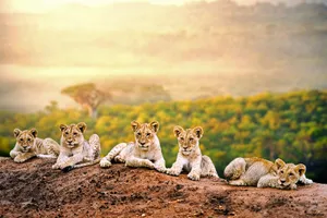 Circuit de grup - Kenya Highlights, 10 zile - aprilie 2022