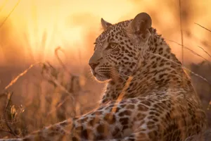 Grup Discover Africa de Sud, 13 zile - noiembie 2027