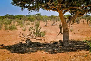 Share a Trip Circuit Kenya - Safari Tsavo & Diani Beach - zbor charter, 9 zile - ianuarie 2026