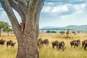 Share a Trip Kenya - Safari Tsavo & Diani Beach, 10 zile, noiembrie 2025