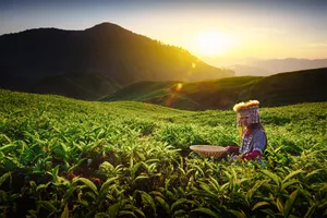 Share a trip - Circuit Malaezia, 12 zile - noiembrie 2026