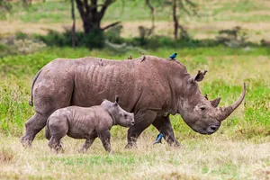Family Experience Kenya - Safari & plaja, 12 zile - cu Cosmin Stan
