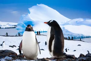 Circuit de grup - Croaziera de expeditie in Antarctica, cu Octavian Buzdugan - martie 2026