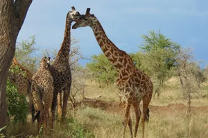 Highlights Kenya & Tanzania