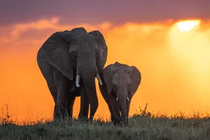 Share a Trip Tanzania - Plaja Zanzibar & safari Saadani, 10 zile - iulie 2026