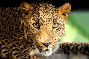 Share a Trip Tanzania - Charter Zanzibar & safari Saadani, 9 zile - 16 februarie 2026