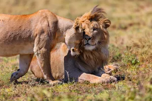 Share a Trip - Safari Tanzania, 10 zile