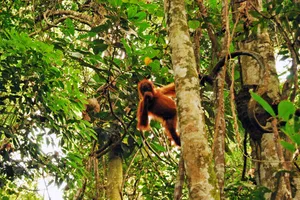 Adventure Sumatra