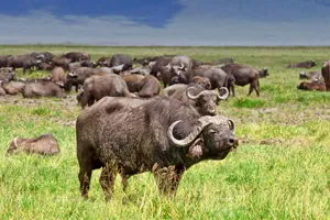 Explore Tanzania & Kenya