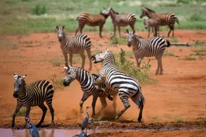 Share a Trip Kenya - Safari Tsavo & Diani Beach, 9 zile - ianuarie 2027