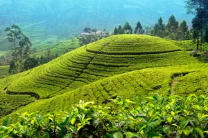 Circuit de grup - Essential Sri Lanka & Kerala, India - 12 zile, februarie 2026 cu Monica Simion