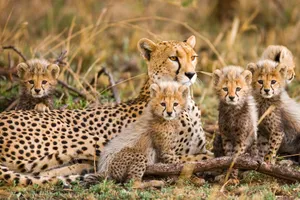 Circuit de grup - Discover Tanzania & Zanzibar cu Octavian Buzdugan, 12 zile - 22 noiembrie 2026