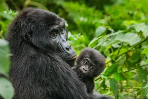 Circuit de grup - Explore Uganda, 10 zile - februarie 2022