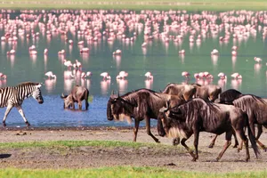 Share a Trip - Safari Tanzania & sejur Zanzibar