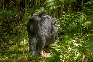 Gorilla trekking in Rwanda & plaja Zanzibar