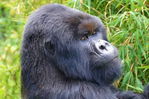 Safari Kenya & Gorilla Trekking in Rwanda